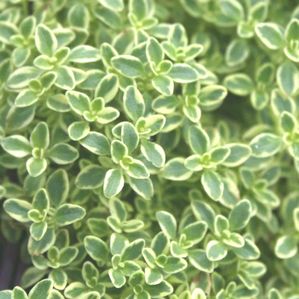 Thymus Highland Cream