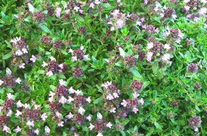 Thymus serpyllum Magic Carpet