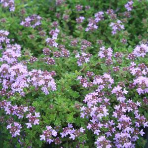Thymus serpyllum Mother of Thyme