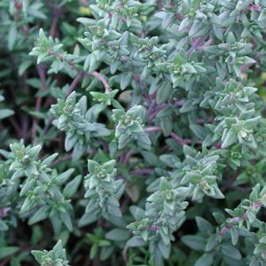 Thymus vulgaris English