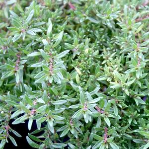 Thymus Spicy Orange