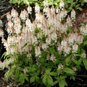 Tiarella Spring Symphony