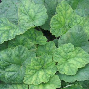 Tiarella cordifolia 