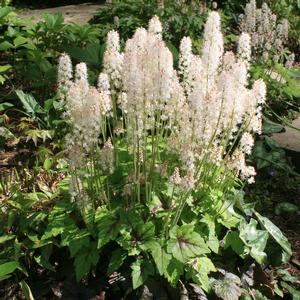 Tiarella cordifolia Brandywine