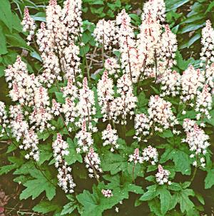 Tiarella cordifolia Oakleaf