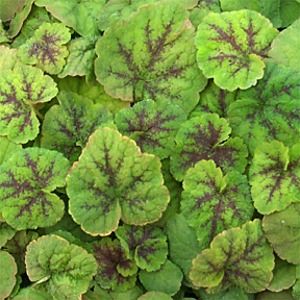 Tiarella cordifolia Running Tapestry
