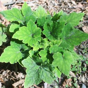 Tiarella wherryi 