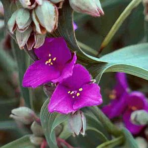 Tradescantia Concord Grape