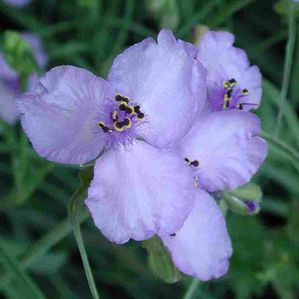 Tradescantia ohioensis Mrs. Loewer