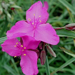 Tradescantia Red Grape
