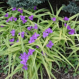 Tradescantia Sweet Kate