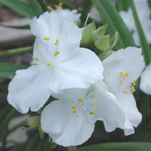 Tradescantia andersoniana Innocence