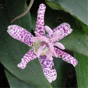 Tricyrtis hirta Miyazaki