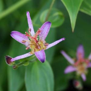 Tricyrtis formosana Samurai