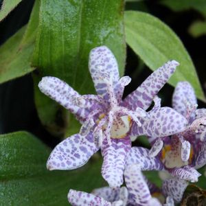 Tricyrtis hirta Moonlight