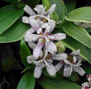 Tricyrtis hirta Variegata