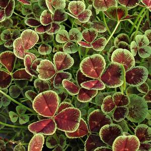 Trifolium repens Atropurpureum