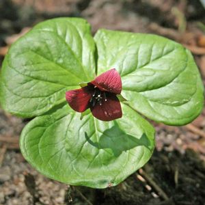 Trillium erectum 