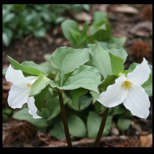 Trillium grandiflorum 