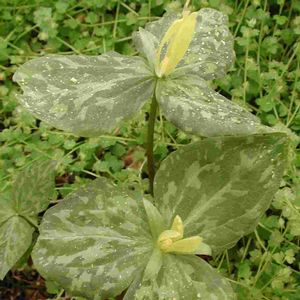 Trillium luteum 
