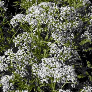Valeriana officinalis 