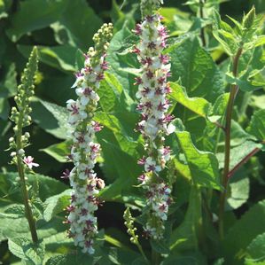 Verbascum chaixii Wedding Candles