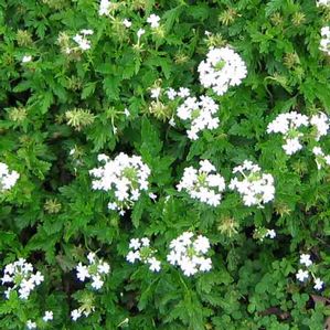 Verbena Snowflurry