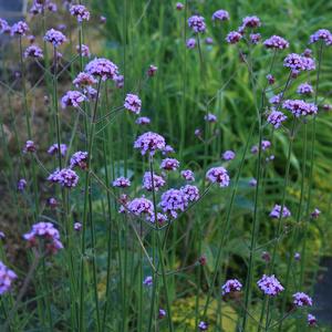 Verbena bonariensis 