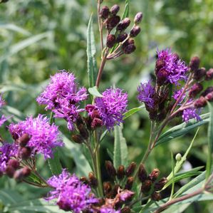 Vernonia fasciculata 