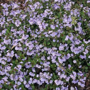 Veronica peduncularis Waterperry Blue