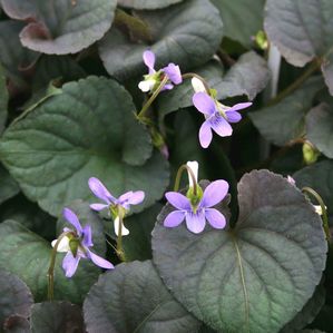 Viola labradorica 