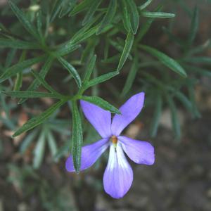 Viola pedata 