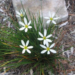 Zephyranthes candida 