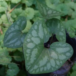 Asarum arifolium 