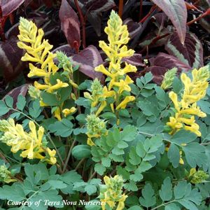 Corydalis caseana brandegei Canary Feathers