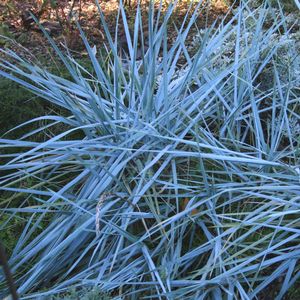 Elymus arenarius Blue Dune