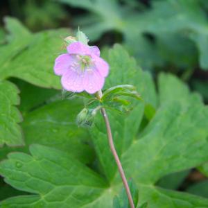 Geranium maculatum 