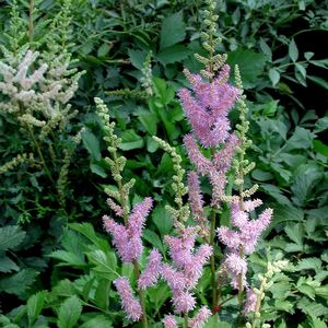 Astilbe chinensis Purpurkerze