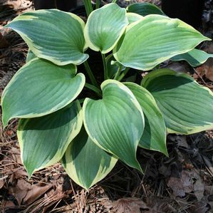 Hosta Earth Angel