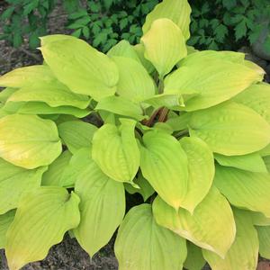 Hosta Fire Island