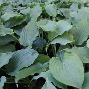Hosta Queen of the Seas