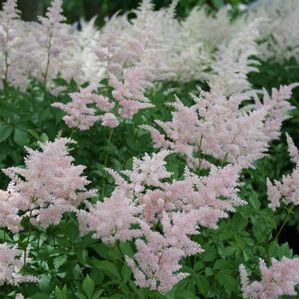 Astilbe japonica Peach Blossom