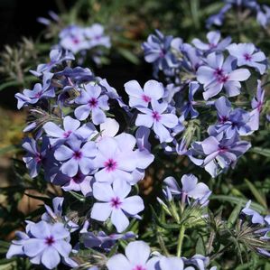 Phlox divaricata Chattahoochee