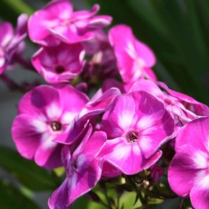 Phlox paniculata Laura