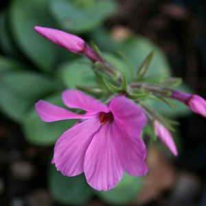 Phlox stolonifera Home Fires