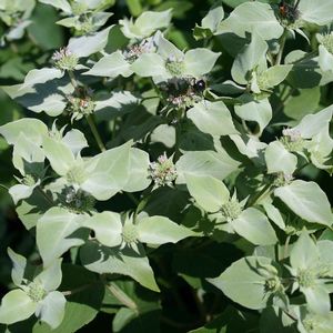 Pycnanthemum muticum 