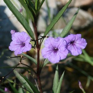 Ruellia brittoniana 