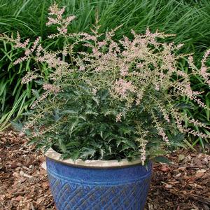 Astilbe simplicifolia Sprite