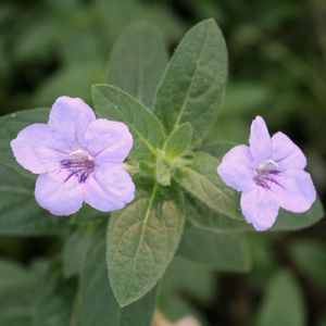 Ruellia humilis 