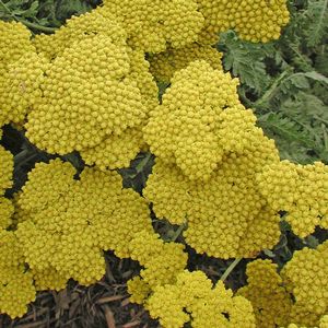 Achillea Moonshine